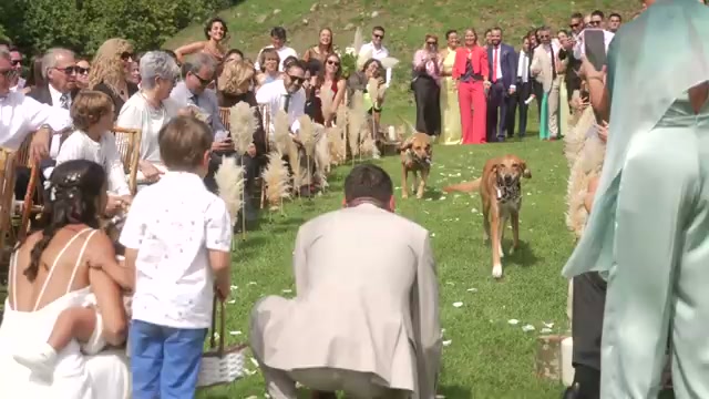 Guests seated at the ceremony, dogs wandering between the chairs