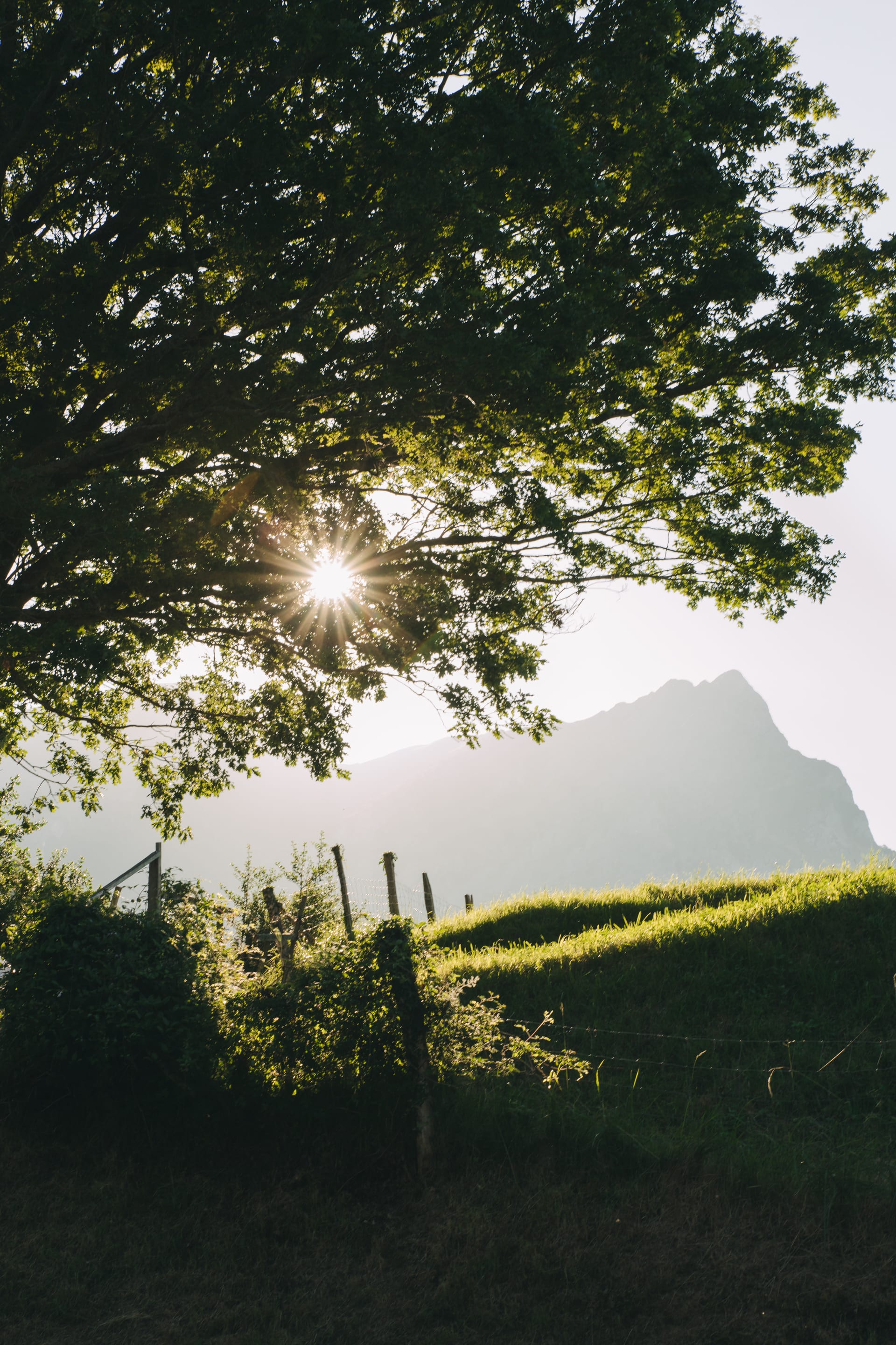 El sol se filtra entre las ramas de un árbol sobre una valla de madera, con las montañas de Gaintza al fondo
